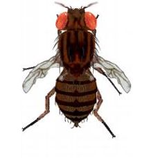 Drosophila: Wild Type, Vestigial Wing, Ebony - Small Culture